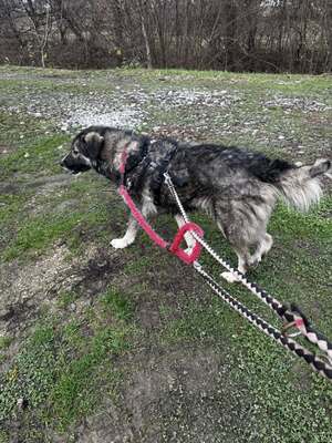 🌌 Skadi – Hüterin der Straßen, Sucherin eines Herzens, Mischling - Hündin