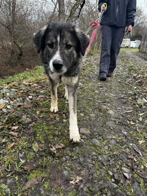🌌 Skadi – Hüterin der Straßen, Sucherin eines Herzens, Mischling - Hündin