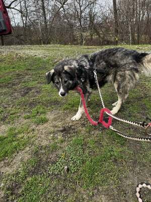🌌 Skadi – Hüterin der Straßen, Sucherin eines Herzens, Mischling - Hündin