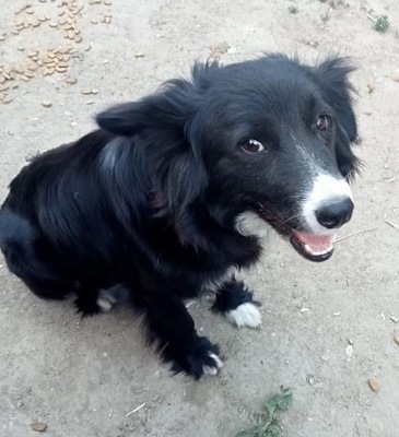 Skadi, Mix - Hündin