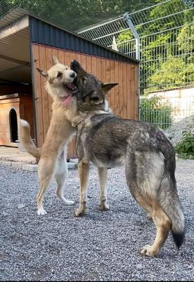 Skadi - verspielt, neugierig, Husky - Hündin