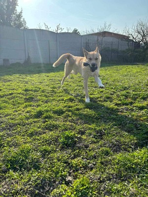 Skadi - verspielt, neugierig, Husky - Hündin