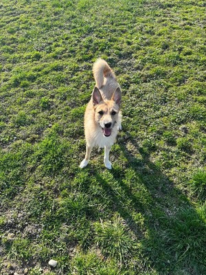 Skadi - verspielt, neugierig, Husky - Hündin