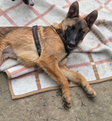 Skalina, Mischling Welpen - Hündin