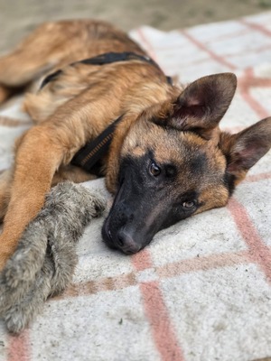 Skalina, Mischling Welpen - Hündin