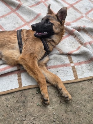 Skalina, Mischling Welpen - Hündin