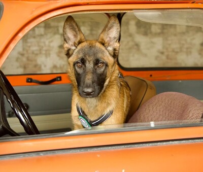 Skalina, Mischling Welpen - Hündin