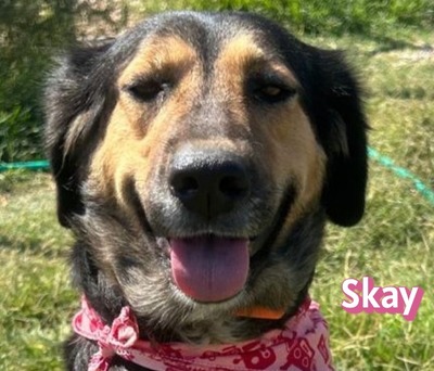 Skay, Mischling - Hündin