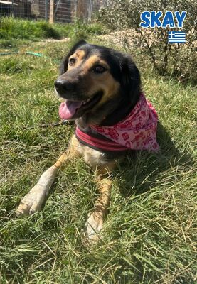 Skay, Mischling - Hündin