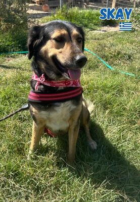 Skay, Mischling - Hündin