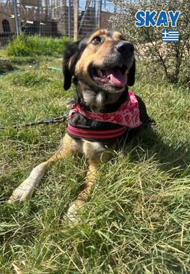 Skay, Mischling - Hündin
