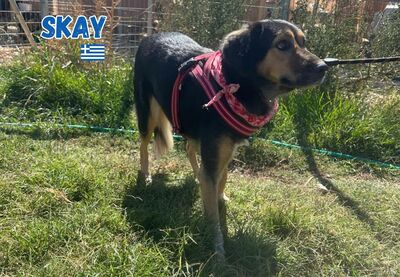 Skay, Mischling - Hündin