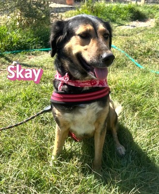 Skay, Mischling - Hündin