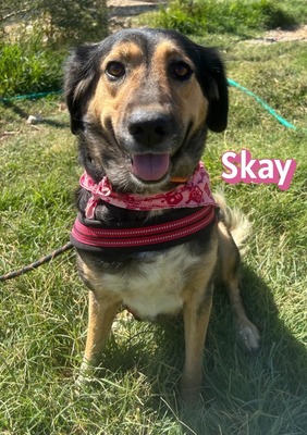 Skay, Mischling - Hündin
