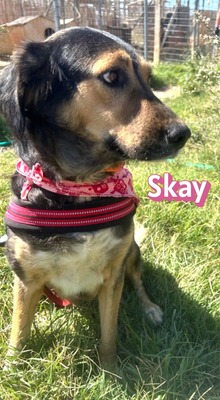 Skay, Mischling - Hündin