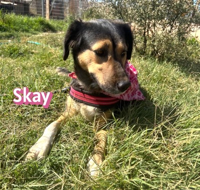 Skay, Mischling - Hündin