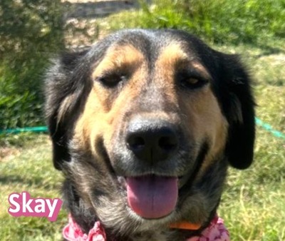 Skay, Mischling - Hündin