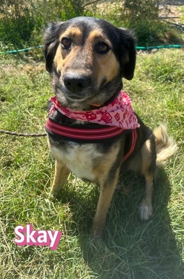 Skay, Mischling - Hündin