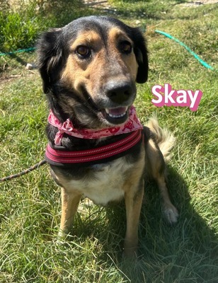 Skay, Mischling - Hündin