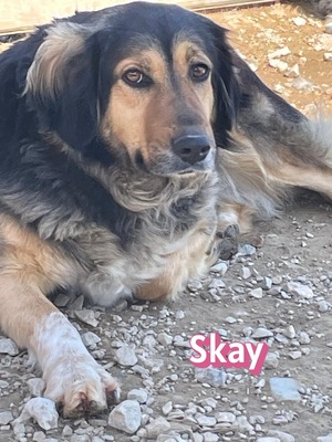Skay, Mischling - Hündin