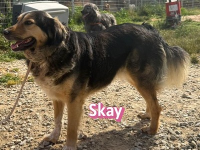 Skay, Mischling - Hündin