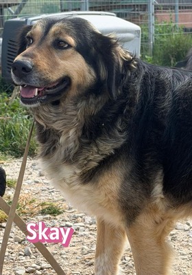 Skay, Mischling - Hündin