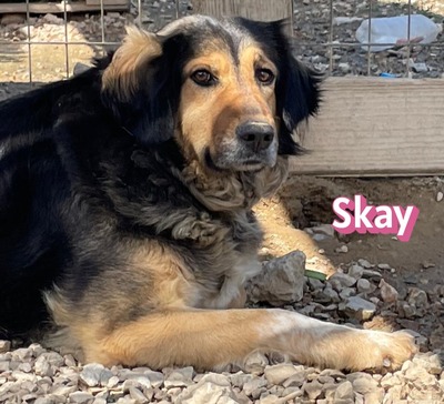 Skay, Mischling - Hündin
