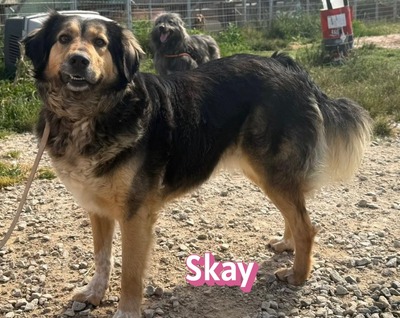 Skay, Mischling - Hündin