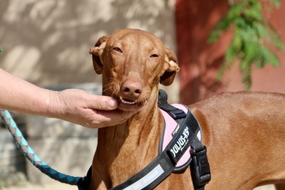 Skay, Podenco Andaluz - Hündin