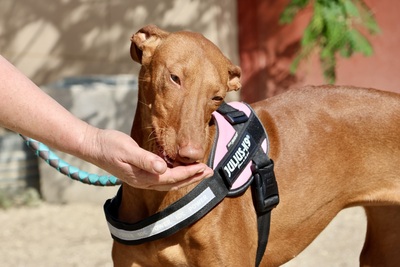 Skay, Podenco Andaluz - Hündin