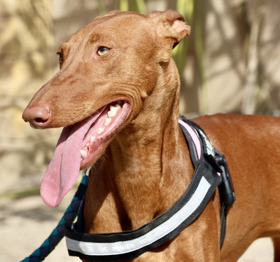 Skay, Podenco Andaluz - Hündin