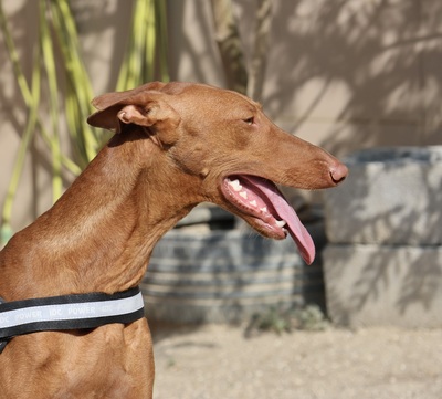 Skay, Podenco Andaluz - Hündin