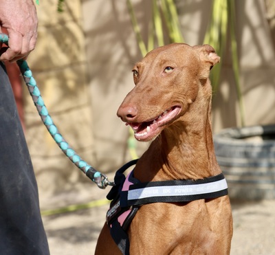 Skay, Podenco Andaluz - Hündin