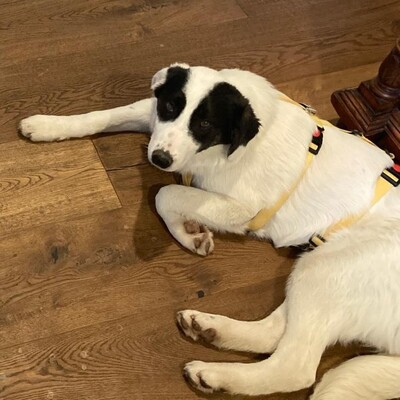 Skia - lieb & sehr verschmust 💕/ Vorgemerkt