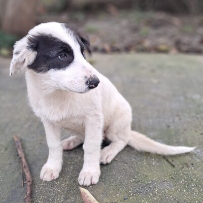 Skia - lieb & sehr verschmust 💕/ Vorgemerkt, Mischling Welpen - Hündin