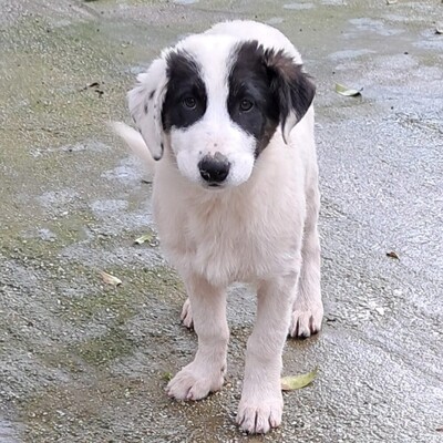 Skia - lieb & sehr verschmust 💕/ Vorgemerkt, Mischling Welpen - Hündin