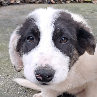 Skia - lieb & sehr verschmust 💕/ Vorgemerkt, Mischling Welpen - Hündin