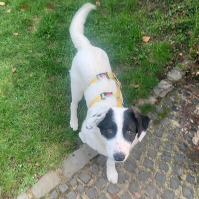 Skia - lieb & sehr verschmust 💕/ Vorgemerkt, Mischling Welpen - Hündin