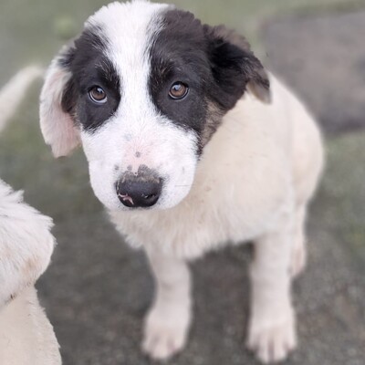 Skia - vorsichtig und sehr zärtlich, Mischling Welpen - Hündin