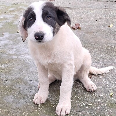 Skia - vorsichtig und sehr zärtlich, Mischling Welpen - Hündin