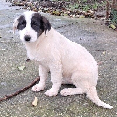 Skia - vorsichtig und sehr zärtlich 😇/ Reserviert, Mischling Welpen - Hündin