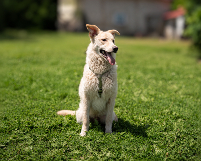 Skipper, Mischling - Rüde