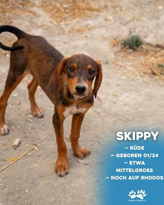 Skippy, Mischling Welpen - Rüde 1