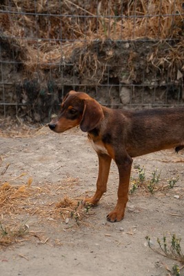 Skippy, Mischling Welpen - Rüde