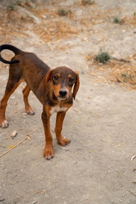 Skippy, Mischling Welpen - Rüde