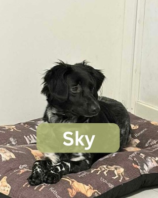 Sky