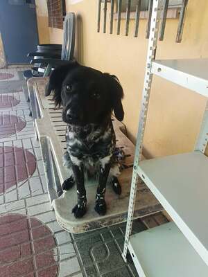 Sky, Bretonen-Mischling - Hündin