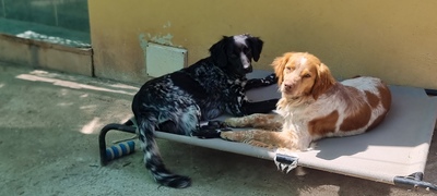 Sky, Bretonen-Mischling - Hündin