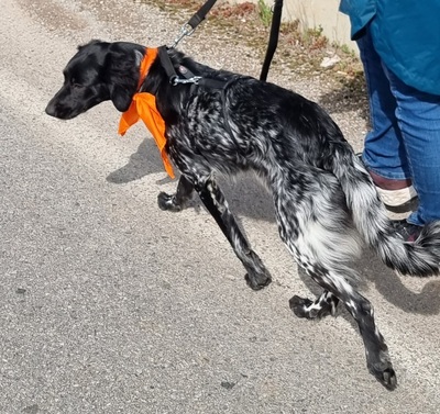 Sky, Bretonen-Mischling - Hündin