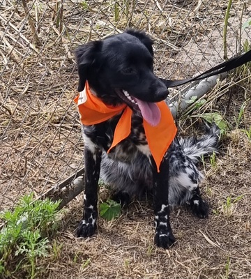 Sky, Bretonen-Mischling - Hündin